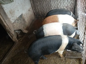 vindem soldani  - imagine 5