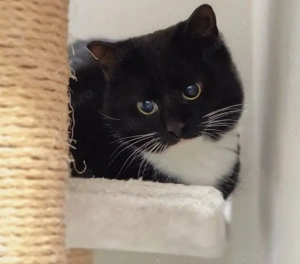 Siberiana de Pădure  - imagine 2