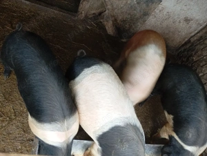 vindem soldani  - imagine 4