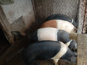 vindem soldani  - imagine 3