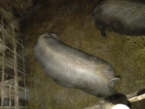 vindem soldani  - imagine 2