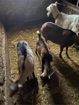 capre de vanzare - imagine 4