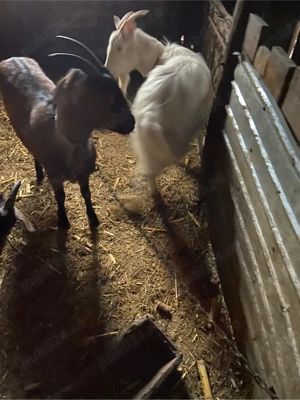 capre de vanzare - imagine 3