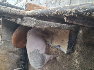 de vânzare  1 mascul curățat și 1 scrofiță rasă marele alb și duroc  - imagine 4