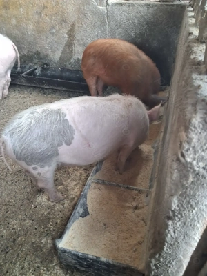 de vânzare  1 mascul curățat și 1 scrofiță rasă marele alb și duroc  - imagine 3