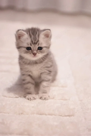 British shorthair tabby