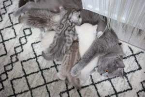 british shorthair baietel 