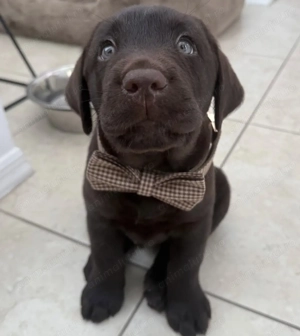 Fetita labrador retriever  - imagine 2