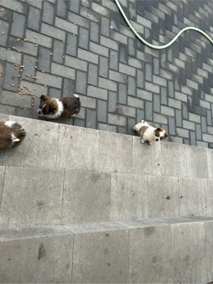 catei rasa mica - imagine 3