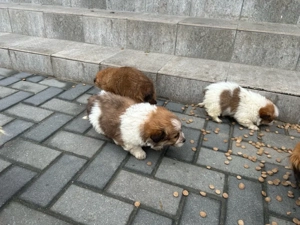 catei rasa mica - imagine 2