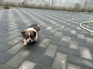 catei rasa mica - imagine 5