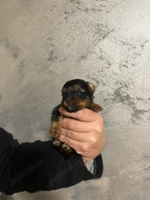 Baietel yorkshier terrier mini toy - imagine 4