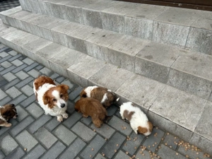 catei rasa mica - imagine 4