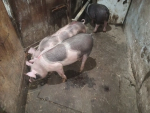 Vand purcei   soldani 25 kg - imagine 2