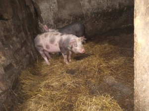 Vand purcei   soldani 25 kg - imagine 3