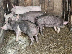 vând 5 soldani rasa de calitate de carne 25 kg