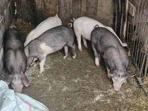 vând 5 soldani rasa de calitate de carne 25 kg - imagine 4