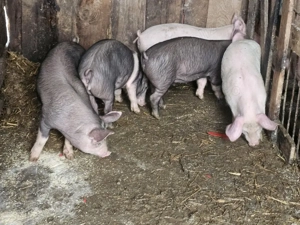 vând 5 soldani rasa de calitate de carne 25 kg - imagine 2