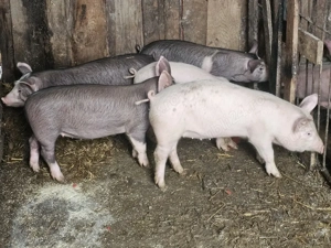 vând 5 soldani rasa de calitate de carne 25 kg - imagine 3