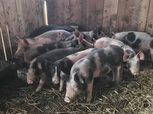 vând 10 soldani rasa de calitate de carne petran 35-40-45 kg  - imagine 3