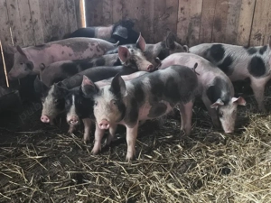 vând 10 soldani rasa de calitate de carne petran 35-40-45 kg  - imagine 2