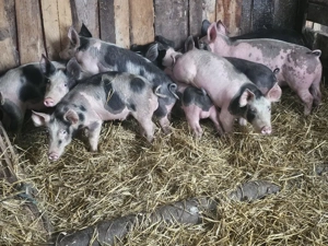 vând 10 soldani rasa de calitate de carne petran 35-40-45 kg  - imagine 5