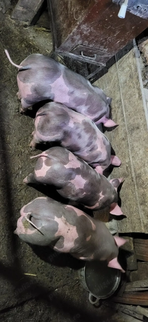 purcei de vanzare - imagine 5