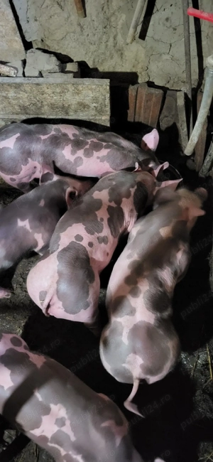 purcei de vanzare - imagine 3