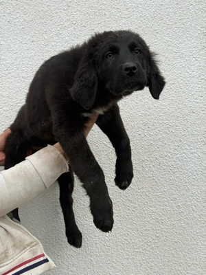 Femeluta disponibila  - imagine 2