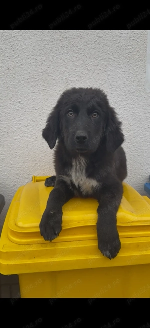 Femeluta disponibila  - imagine 3