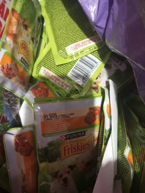 vînd cătea CORSO , pui bishon,  - imagine 4