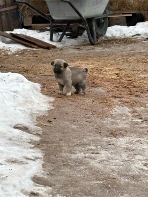 Catei Kangali Originali 