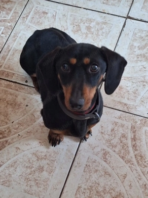 Vind catelusa techel vaccinuri la zi carnet de sanatate. - imagine 2