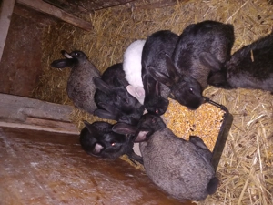 Iepuri de casa diferite vârste  - imagine 4