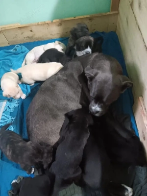 catei Cane Corso  - imagine 2