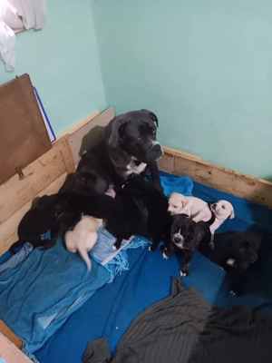 catei Cane Corso  - imagine 4