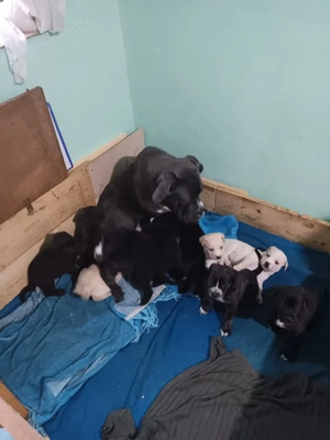 catei Cane Corso  - imagine 3