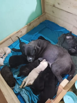 catei Cane Corso  - imagine 5