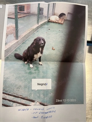 plug reversibil - imagine 4