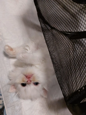 Motanel persan jucaus, pufos si dragalas - imagine 3