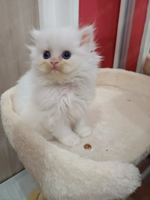 Pisicuta persana jucausa, pufosa si iubitoare, ii place cafeaua :-)) - imagine 2