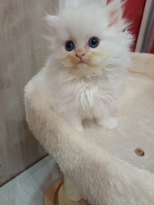 Pisicuta persana jucausa, pufosa si iubitoare, ii place cafeaua :-)) - imagine 3