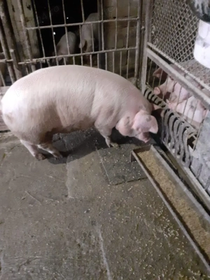 Porc mascul 110 kilograme  - imagine 3