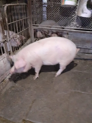 Porc mascul 110 kilograme  - imagine 2