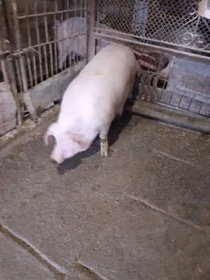 Porc mascul 110 kilograme  - imagine 5
