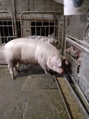 Porc mascul 110 kilograme  - imagine 4