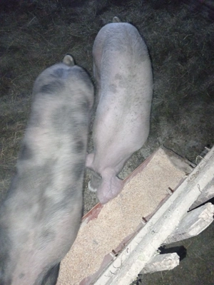 De vînzare două purcele bune de montat fac și schimb cu cereale  - imagine 3