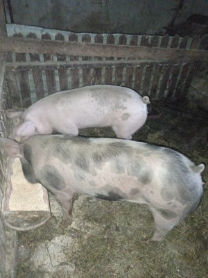 De vînzare două purcele bune de montat fac și schimb cu cereale 