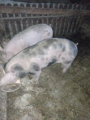 De vînzare două purcele bune de montat fac și schimb cu cereale  - imagine 2