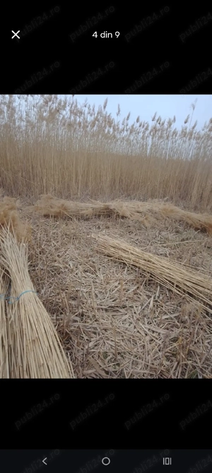 ftuf si papura de vanzare - imagine 2